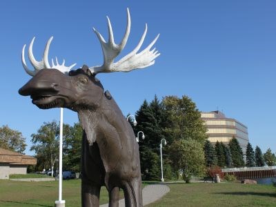 SSM moose cropped